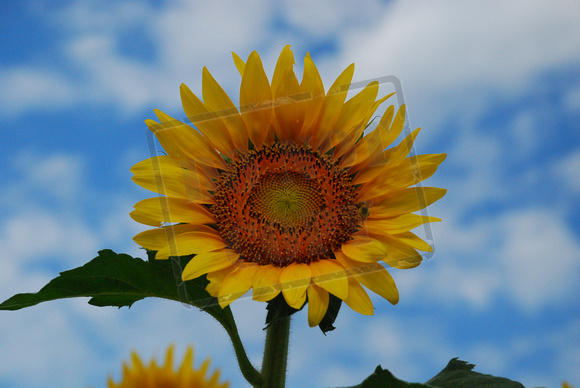 Single Sunflower